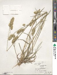 Dactylis glomerata image