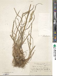 Dactylis glomerata image