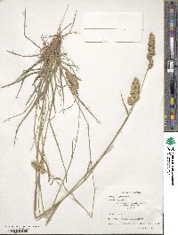 Dactylis glomerata image