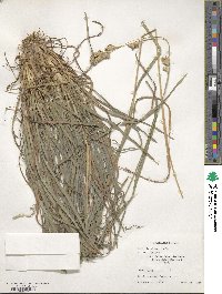 Dactylis glomerata image