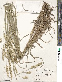 Dactylis glomerata image