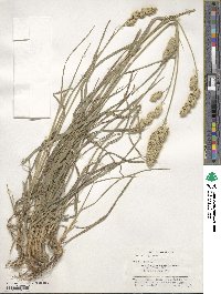 Dactylis glomerata image