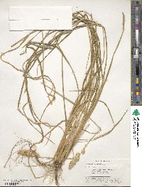 Dactylis glomerata image