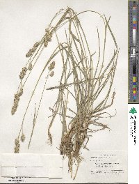 Dactylis glomerata image