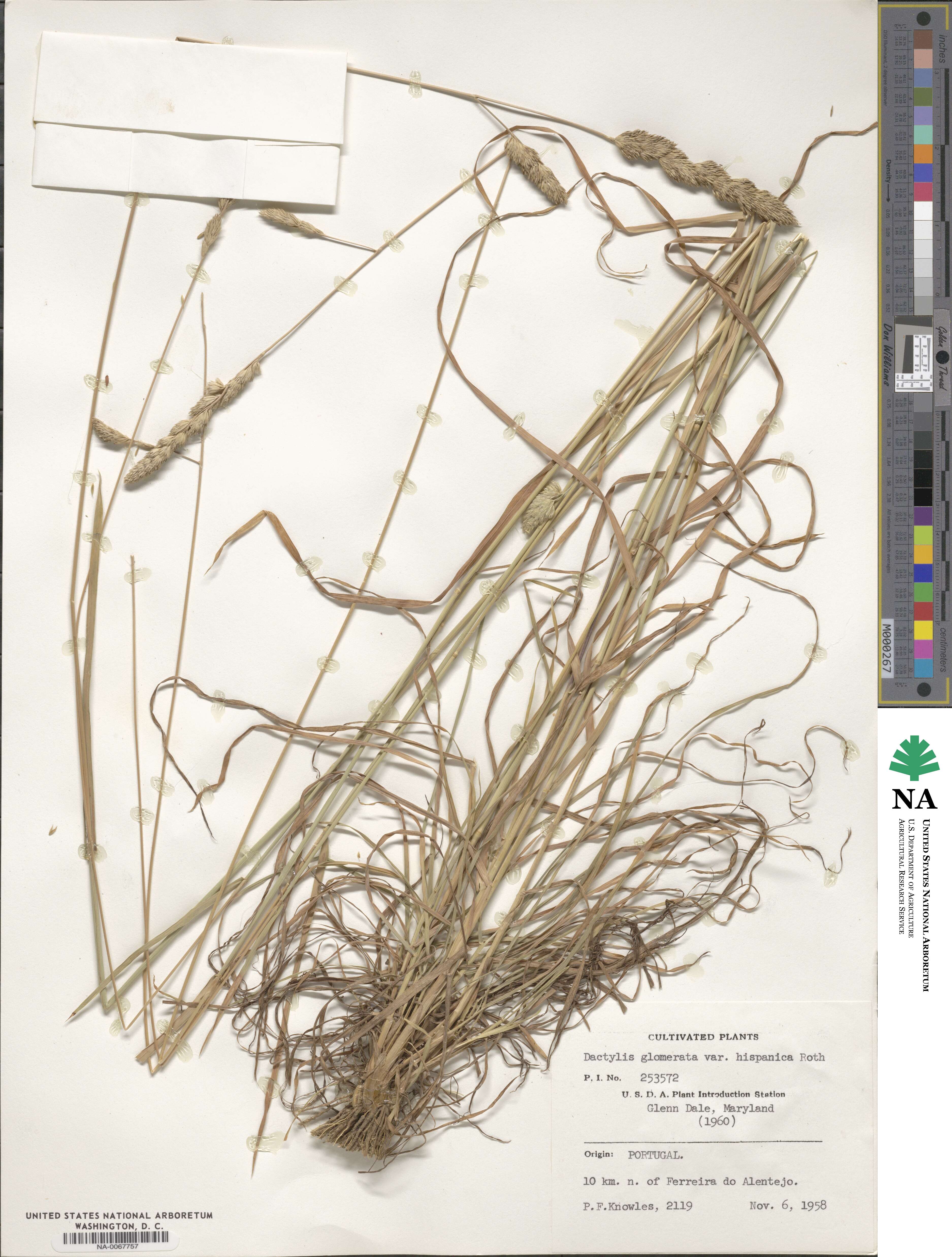 Dactylis glomerata subsp. hispanica image