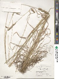 Dactylis glomerata subsp. hispanica image