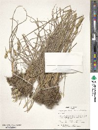 Dactylis glomerata image