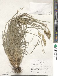 Dactylis glomerata image
