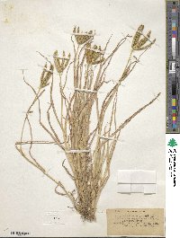 Dactyloctenium aegyptium image