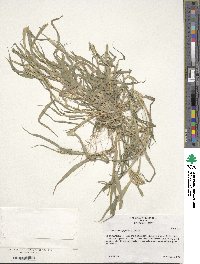 Dactyloctenium aegyptium image