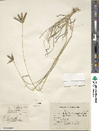 Dactyloctenium aegyptium image