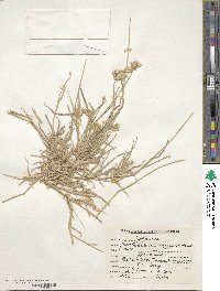 Dactyloctenium aegyptium image