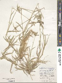 Dactyloctenium aegyptium image