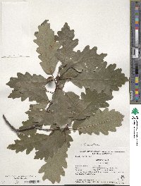 Quercus montana image