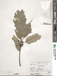 Quercus aliena image