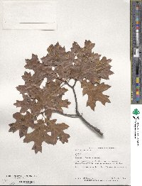 Quercus coccinea image