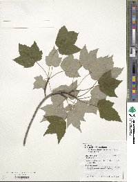 Acer rubrum image