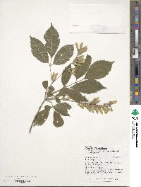 Acer henryi image