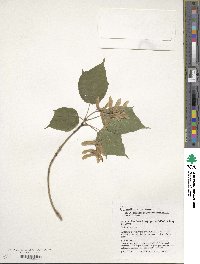 Acer davidii image