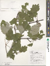 Acer rubrum image