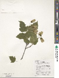 Acer tataricum subsp. semenovii image