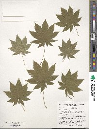 Acer pseudosieboldianum image