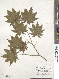 Acer pseudosieboldianum image