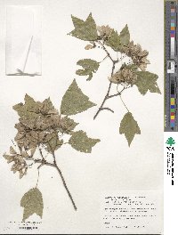 Acer buergerianum image