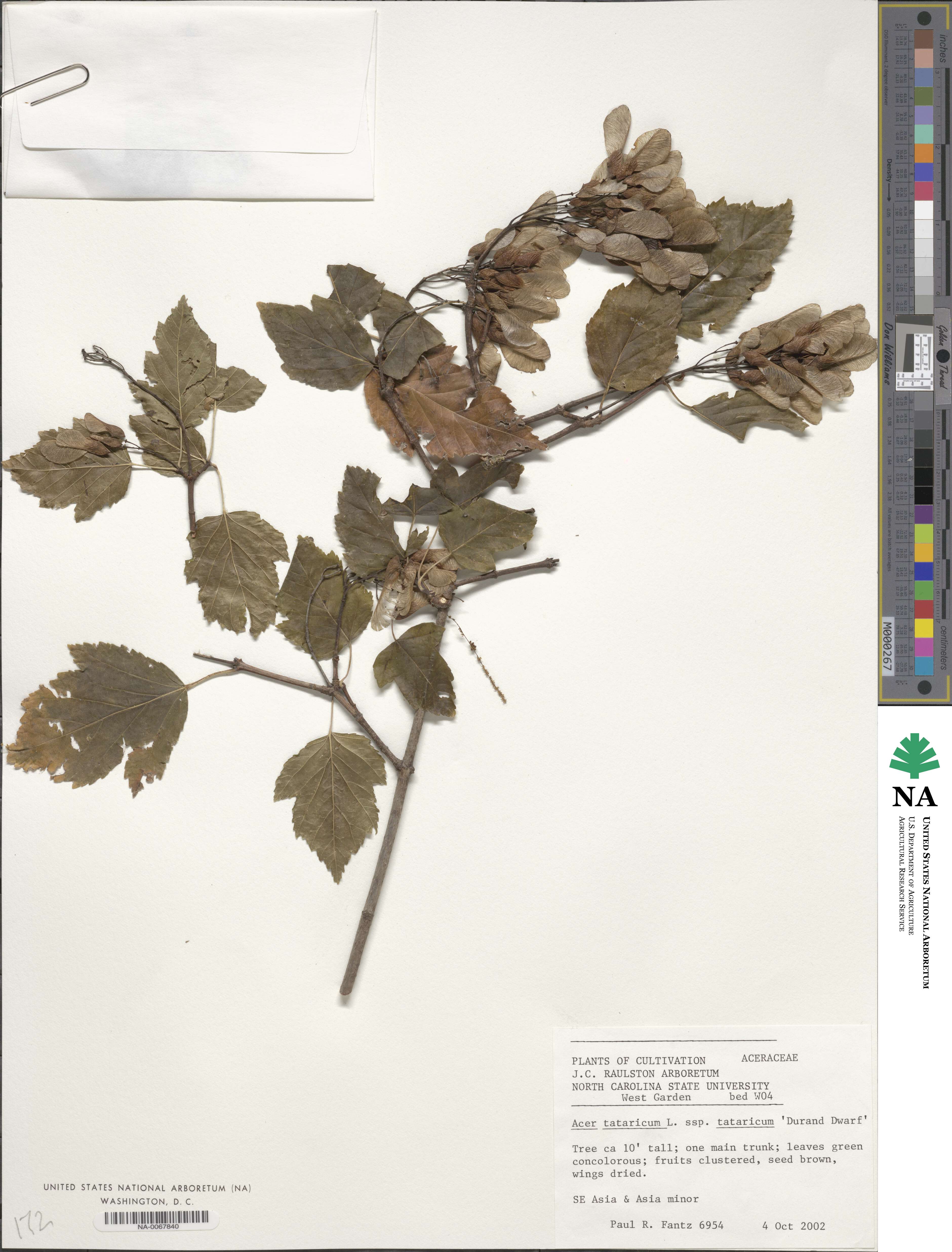 Acer tataricum subsp. tataricum image