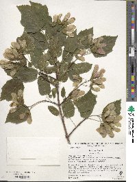 Acer tataricum image