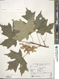 Acer saccharinum image