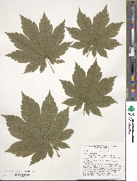 Acer japonicum image