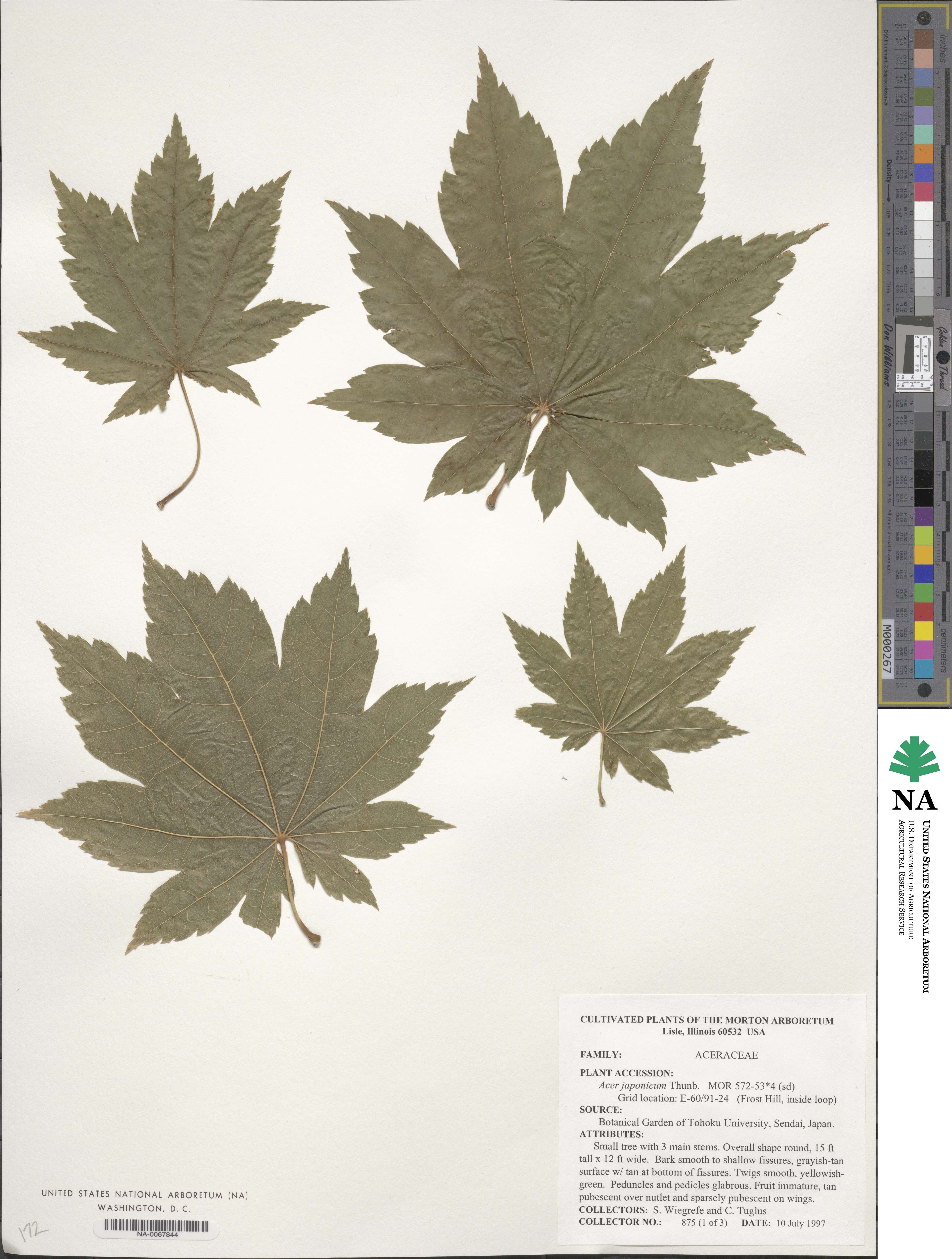 Acer japonicum image