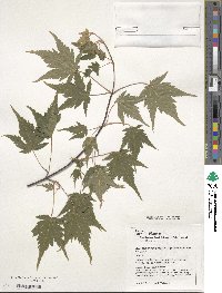 Acer komarovii image