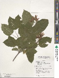 Acer tataricum image