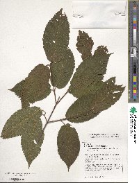 Acer carpinifolium image