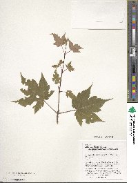 Acer pseudosieboldianum image