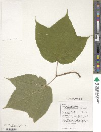 Acer pensylvanicum image