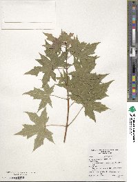 Acer truncatum image