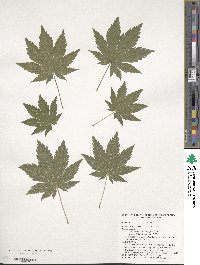 Acer pseudosieboldianum image