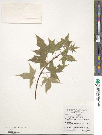 Acer truncatum image