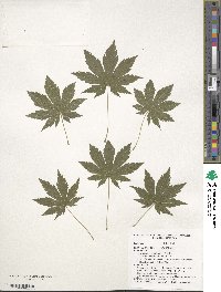 Acer pseudosieboldianum image