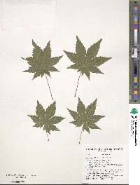 Acer pseudosieboldianum image