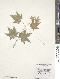 Acer pseudosieboldianum image