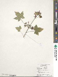 Acer truncatum image