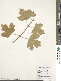 Acer campestre subsp. campestre image