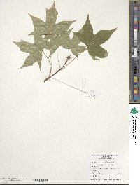 Acer truncatum image