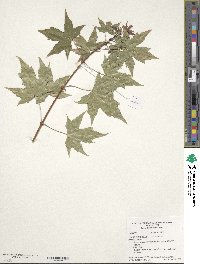 Acer truncatum image