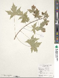 Acer truncatum image