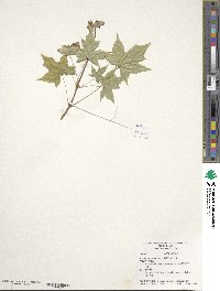 Acer truncatum image